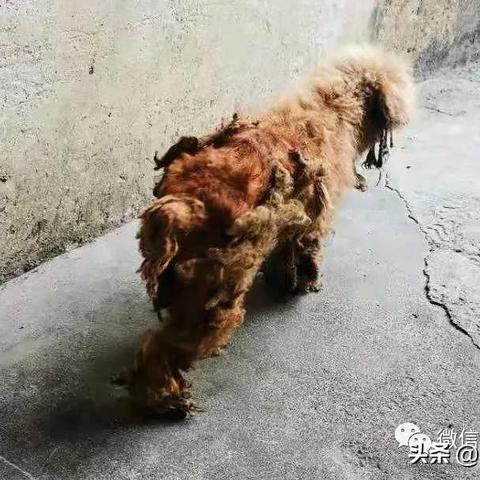 (长期被打的狗会怎样)长期被殴打的狗狗会表现出的症状与行为特征
